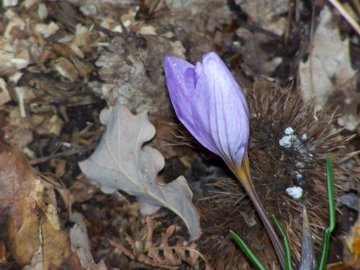 Crocus longiflorus / Zafferano autunnale